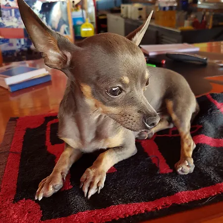 Hotell Stars (adults Only)